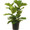 Ficus Pandurata Bush - Small