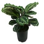 Calathea Medallion - Small