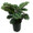 Calathea Medallion - Small