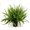 Kimberly Queen Fern - Small
