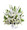 This arrangement uses white flowers, accented with a gorgeous assortment of lush greens, in a brilliant expression of peace and soft serenity