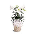 Easter Lily Plant