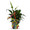 Fresh Plant