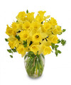 Fresh Daffodil Floral Arrangement with Vase