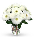 White Gerber Daisy Fresh Floral with Vase