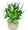 Fresh Green Plant Mix