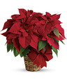 Radiant Red 6" Poinsettia