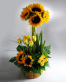 Sunflower Mix