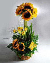 Sunflower Mix