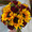 Sunflower Mix