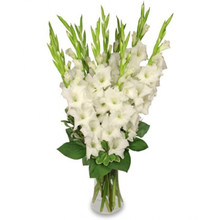 Fresh Gladiolus