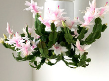 White Christmas Cactus Plant