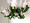 White Christmas Cactus Plant