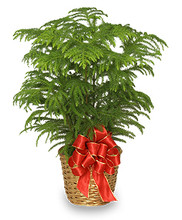 Norfolk Christmas Pine