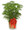 Norfolk Christmas Pine
