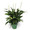 6 inch Peace Lily Plant