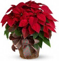 Radiant Red Poinsettia 10"
