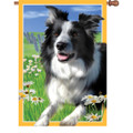 Lacey the Border Collie : Illuminated Flags