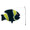 26508  Damsel Fish Swimming Fish (26508)