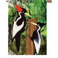 Ivory Billed Woodpecker :     House Brilliance