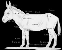 b-w-donkey-chart.jpg
