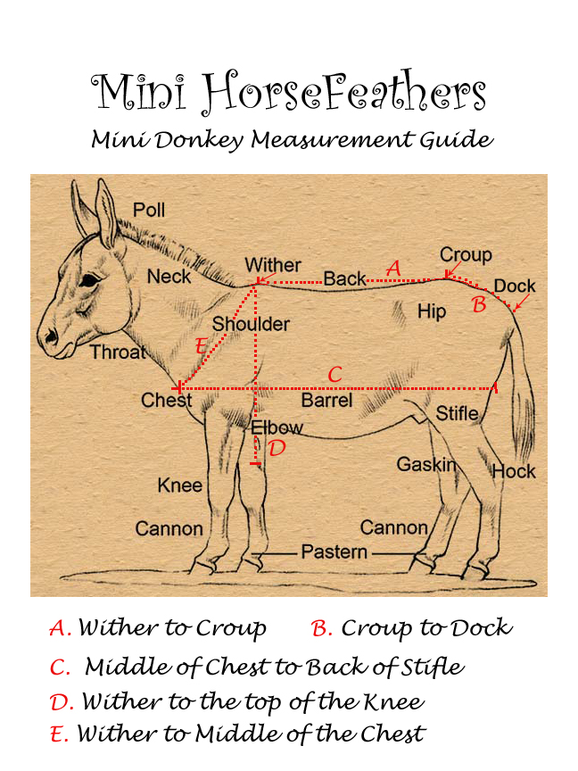 website-guide-to-measure-mini-donkey.jpg
