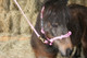 Pink is discontinued but we loved this picture of Lady in her amazing Training Halter. 