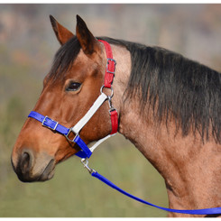 Buckle Nose Safety HALTER & LEAD made from BETA BIOTHANE (Mix N Match)