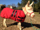 Specialized Fit for Mini Donkeys