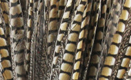 Natural Lady Amherst Pheasant Tails 