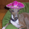 Mexican Sombrero Hat for Pets