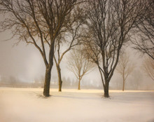 Trees in Night Time Snow Fall, Coralville, IA 