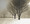 Trees in Nighttime Snowfall 2, Coralville, IA 