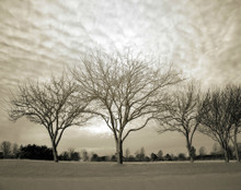 Three Trees in Glorious Light, Coralville, IA 