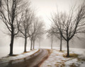 Trees in Winter Fog, Iowa City, IA 