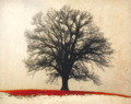 Wild Oak in Red Grass, Amana, IA 