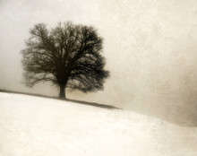 Wild Oak on Snowy Hill, Amana, IA