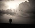 Lone Tree on Stormy Afternoon, Benton Co. IA