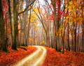 Autumn Trail, McGregor, IA