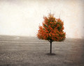 Orange Tree in Autumn Fog, Amana, IA