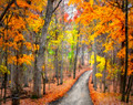 Autumn Path, McGregor, IA