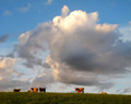 Cows in Clouds, Amana, IA