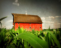 Red Barn in Tall Corn, Rural Johnson Co., IA 