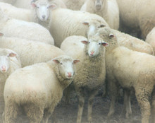 Happy Sheep, Rural Johnson Co, IA 