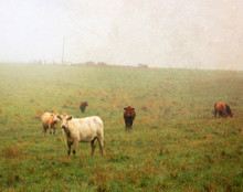 Cows in Spring Fog #2, Amana, IA