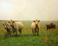 Cows in Spring Fog #3