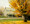 Barn in Yellow Foliage #2, South Amana, IA 