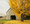 Barn in Yellow Foliage #4, South Amana, IA 