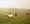 Cows in Spring Fog, Amana, IA