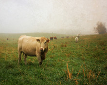 Cow in Spring Fog, Amana, IA 